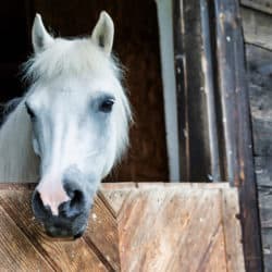 Portrait,Of,A,White,Horse,On,Barn
