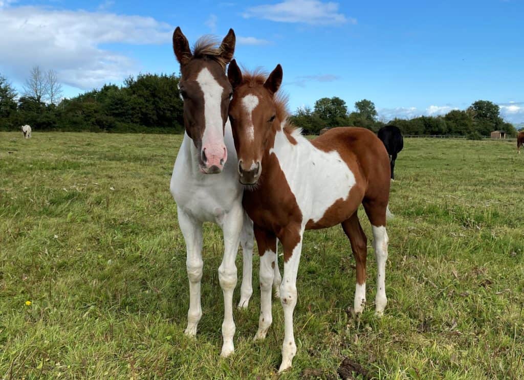 Horseworld rescued foals