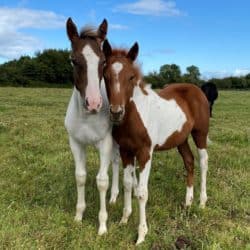 Horseworld rescued foals