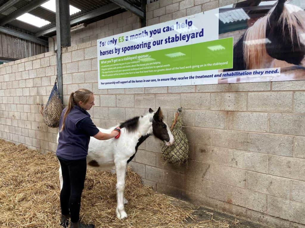 Charley foal, World Horse Welfare