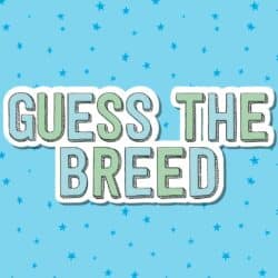 Guess-the-breed-quiz-answers-thumbnail