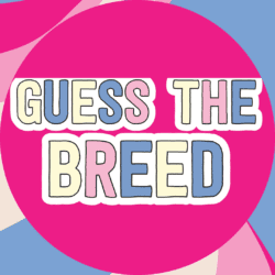 NOV23_guess_the_breed_quiz_answers