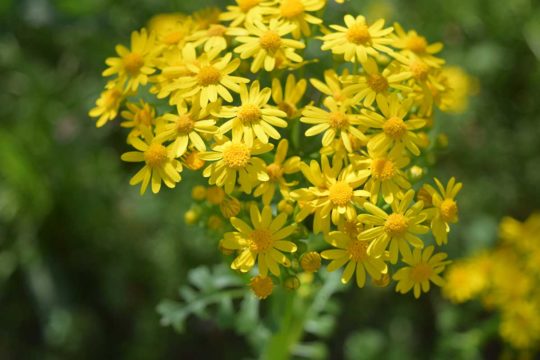 Ragwort poisonous plant quiz