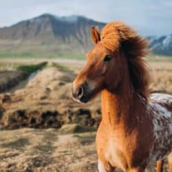 Icelandic breed quiz 2021