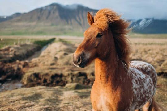 Icelandic breed quiz 2021