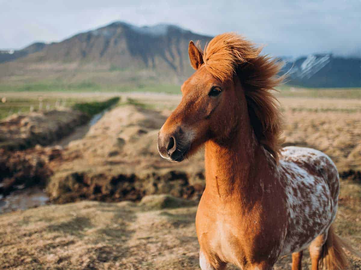 Icelandic breed quiz 2021