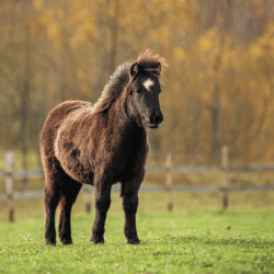 Winter-outdoor-living-pony