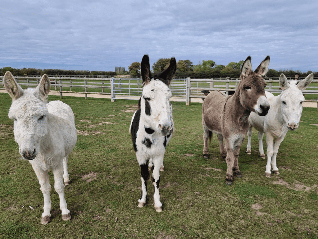 Bransby-Donkeys-Half-Term