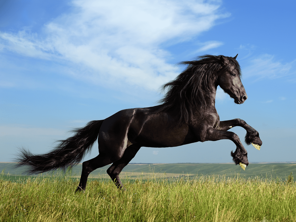 Horse-Equestrian-Film-World-Book-Day