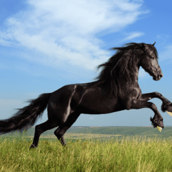 Horse-Equestrian-Film-World-Book-Day