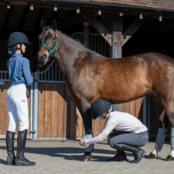 BHS-and-PC-pathways-news-pony-bandaging