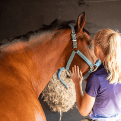 10-things-to-do-with-your-pony-on-the-ground
