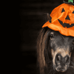 Autumn-pony-ideas