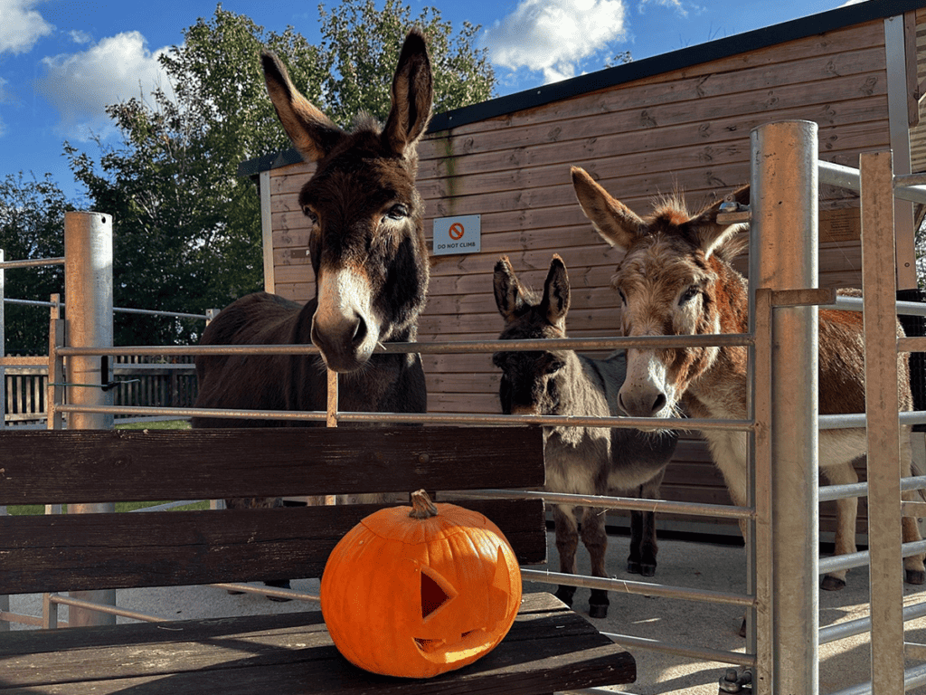 PONY-Donkey-sanctuary-pumpkins