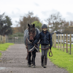 Winter-pony-care-quiz