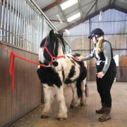 Redwings rehoming pony day in the life