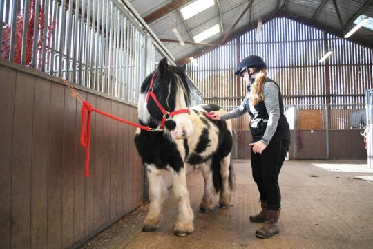 Redwings rehoming pony day in the life