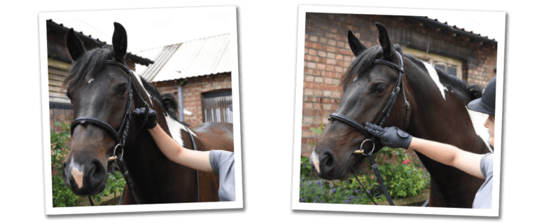 Fitting a noseband and a throatlash of a bridle