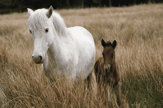 Pony-rare-breeds