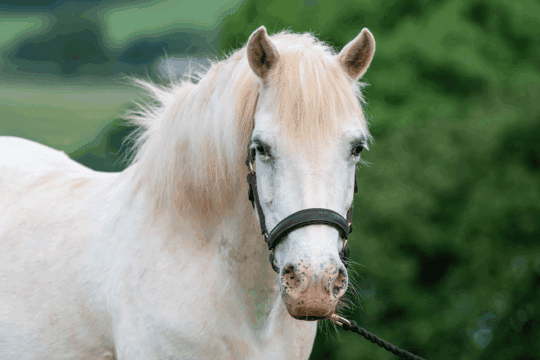 PNY_Web_could-you-rehome-a-companion-pony
